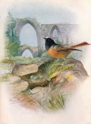 Redstart - Ruticilla phoenicurus, c. 1910, 1910