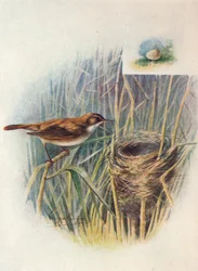 Reed-Warbler - Acrocephalus Streperus
