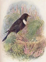 Ring-Ousel - Turdus Torquatus