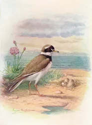 Ringed Plover - Aegialitis hiaticola, c1910