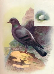 Rock-Pigeon - Columba livia, c1910