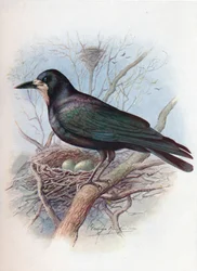 Rook - Corvus frugilegus