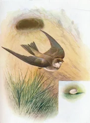 Sand-Martin - Cotile riparia