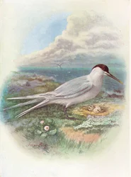 Sandwich Tern - Sterna cantiaca, 1910