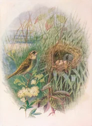 Sedge-Warbler - Acrocephalus phragmitis, c1910
