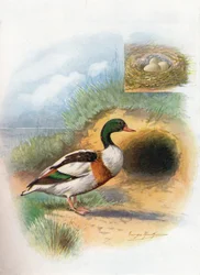 Sheld-Duck or Sheldrake - Tadorna cornuta