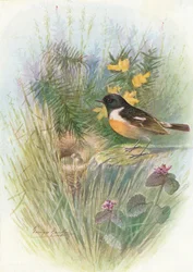 Stonechat - Pratincola rubicola