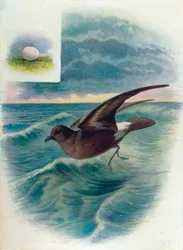 Storm Petrel - Procellaria pelagica, c1910