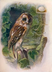 Tawny or Brown Owl - Syrnium aluco, c1910