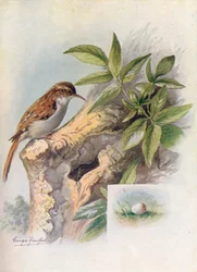 Tree-Creeper - Certhia familiaris