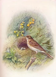 Tree-Pipit - Anthus Trivialis, c1910