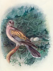 Turtle-Dove - Turtur communis, c1910