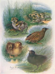 Types of Nidifugous Nestlings, c1910, 1910