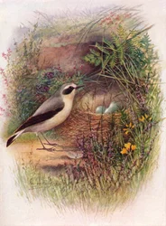Wheatear - Saxicola oenanthe
