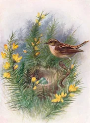 Whinchat - Pratincola Rubetra, c1910
