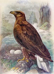 White-tailed or sea eagle - Haliaeetus albicilla, c1910, 1910