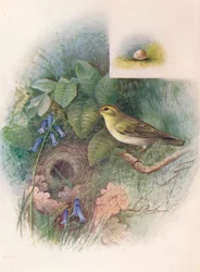 Wood-Wren - Phylloscopus sibilatrix, c1910