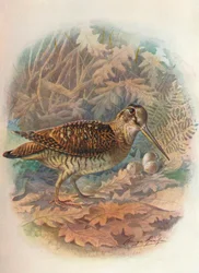 Woodcock - Scolopax rusticula, c. 1910, 1910