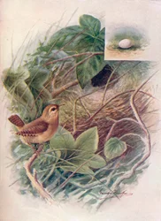 Wren - Troglodytes parvulus