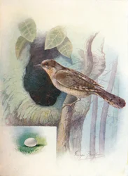 Wryneck - Iynx torquilla, c1910