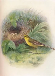 Yellow Wagtail - Motacilla raii