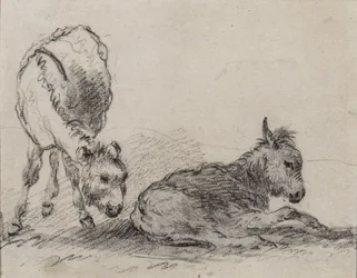 Donkey Foals