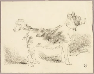 Shepherd Dog