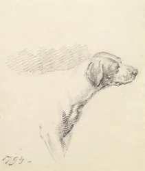 Study of a Hound