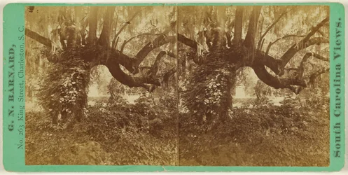 Live Oaks, Magnolia Cemetery