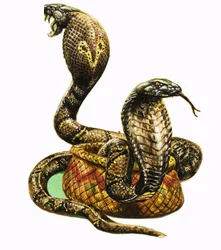 King Cobras