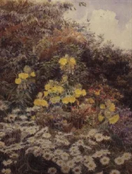 Evening Primroses, Swinford Manor