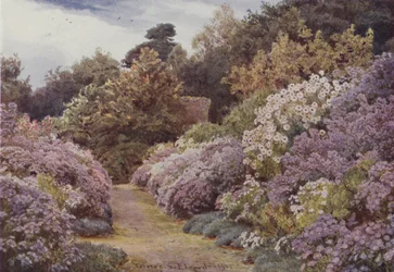 Michaelmas Daisies, Munstead Wood