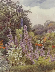 Purple Campanula