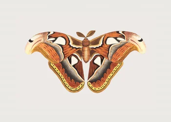 Atlas Moth