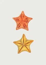 Carved Asterias