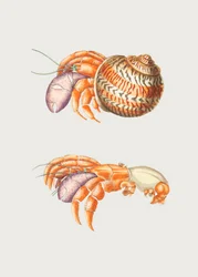 Diogenes Crab