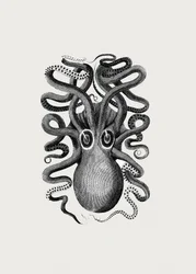 Eight Armed Cuttlefish