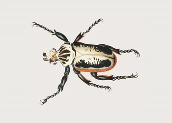 Goliath Beetle