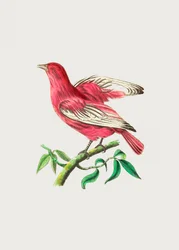 Pompadour Chatterer