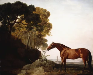 A Bay Arab in a Coastal Landscape
