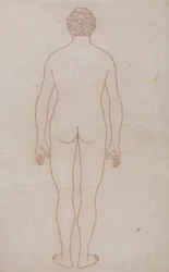 A Comparative Anatomical Exposition of the Structure of the Human Body with That of a Tiger and a Common Fowl: Human Body, Posterior View