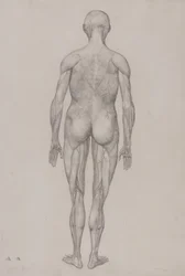 A Comparative Anatomical Exposition of the Structure of the Human Body with That of a Tiger and a Common Fowl: Human Figure, Posterior View