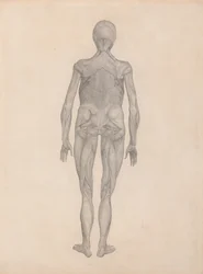 A Comparative Anatomical Exposition of the Structure of the Human Body with That of a Tiger and a Common Fowl: Human Figure, Posterior View