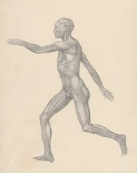 Comparative Anatomical Exposition of the Human Body with a Tiger and a Common Fowl: Human Figure, Lateral View