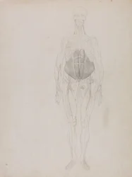 Human Figure, Anterior View (Largely in outline)