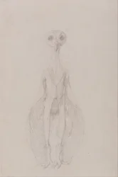 Owl Standing, Anterior View