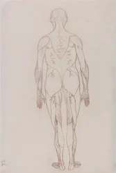 Human Figure, Posterior View (Outline Drawing for Key Figure to Table XII)
