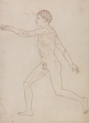 Human Figure, Lateral View (Outline Study in Reverse of Table VIII)