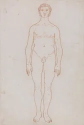 Study of the Human Figure, Anterior View