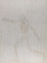 Human Skeleton, Lateral View